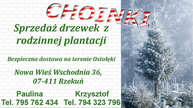 Choinki z rodzinnej plantacji / Formowane / Dostawa / Świerk