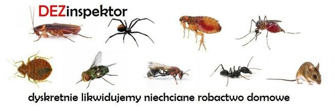 Dezynsekcja/tępienie niechcianego robactwa /-Deratyzacja