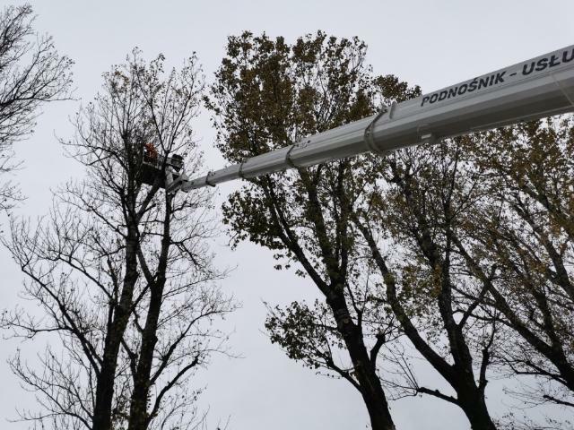 Wynajem podnośnika koszowego