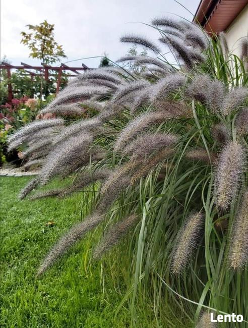 Zakładanie ogrodów nawadnianie trawa z rolki trawnik projekt