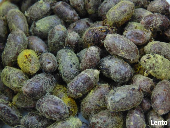 PSZCZOŁA MURARKA ogrodowa, rogata, pszczolinki i in - kokony