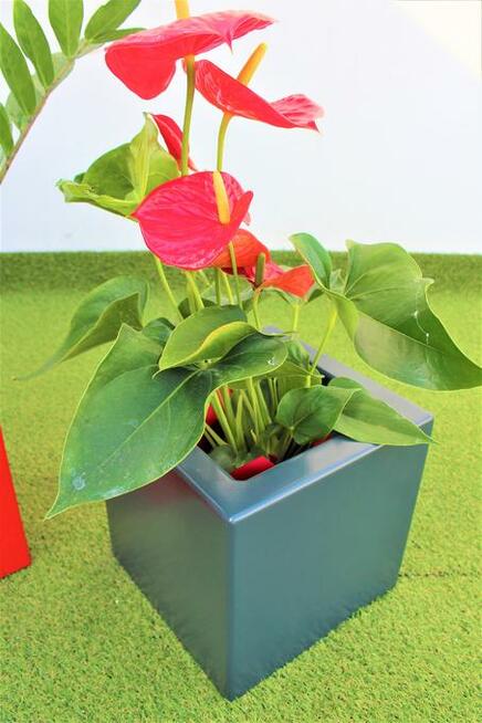 Donica malowana, połysk, mat