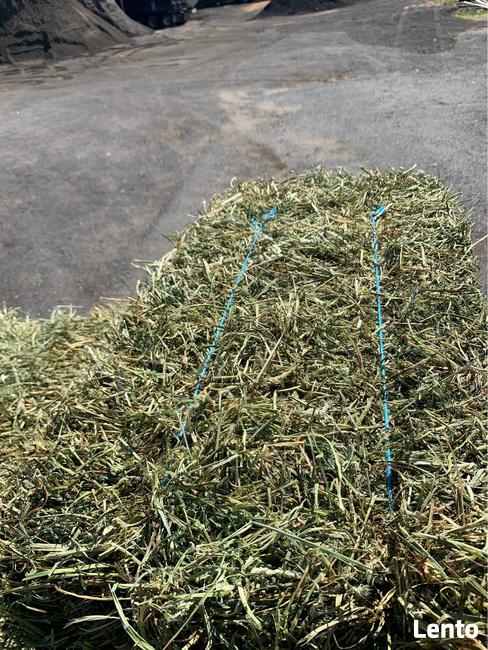 Sprzedam siano lucerny