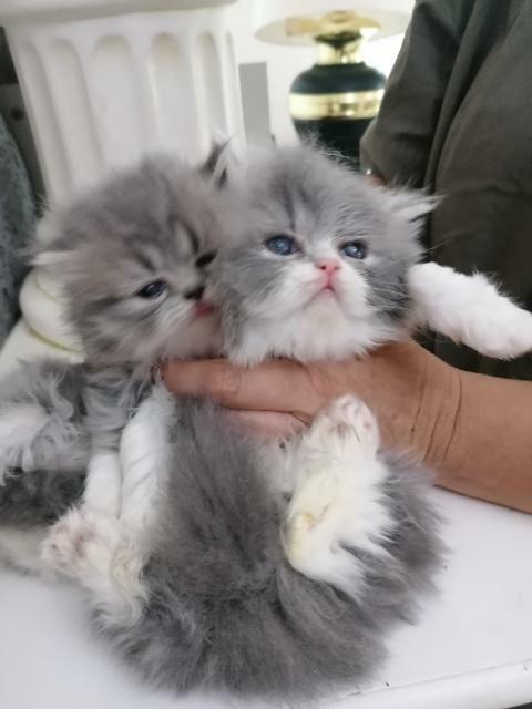 Persy! Kocięta perskie!