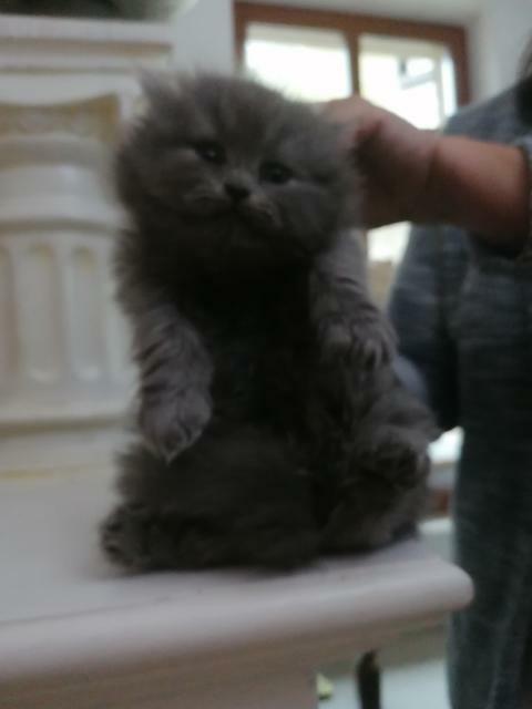 Persy! Kocięta perskie!