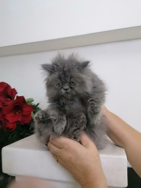 Persy! Kocięta perskie!