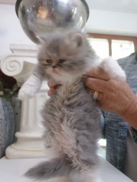 Persy! Kocięta perskie!