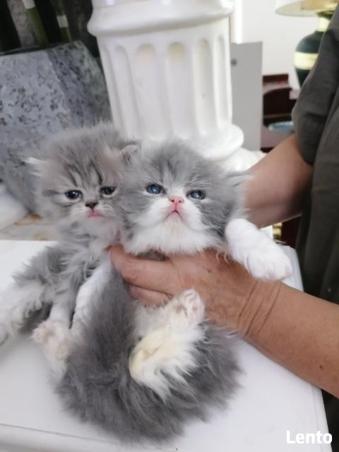 Persy! Kocięta perskie!