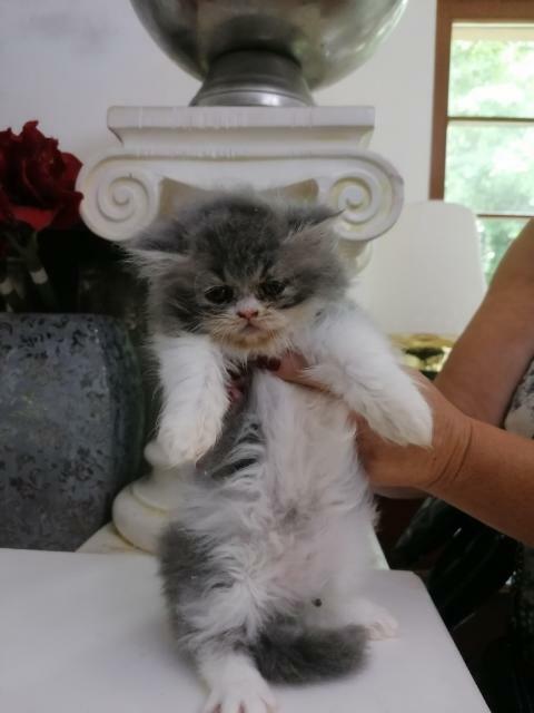 Persy! Kocięta perskie!