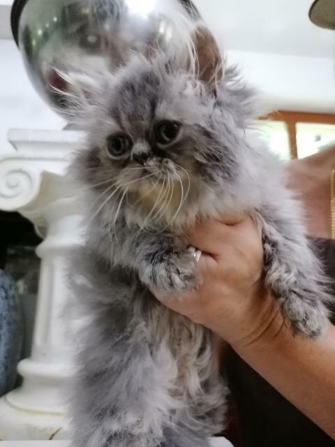 Persy! Kocięta perskie!