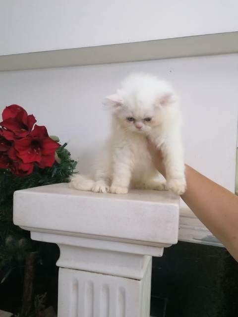 Persy! Kocięta perskie!