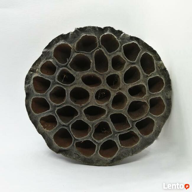 Lotos suszony mały dekoracja do terrarium