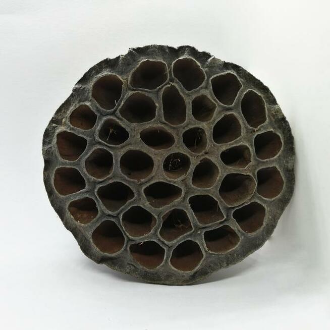 Lotos suszony duży dekoracja do terrarium