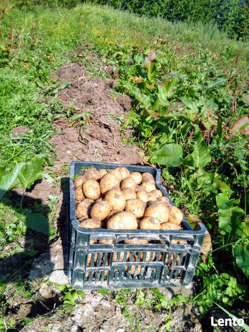 ziemniak młody standard organiczny