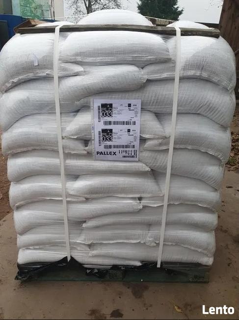 ŁUBIN nasiona łubinu sonet regent dalbor zeus karo słodki