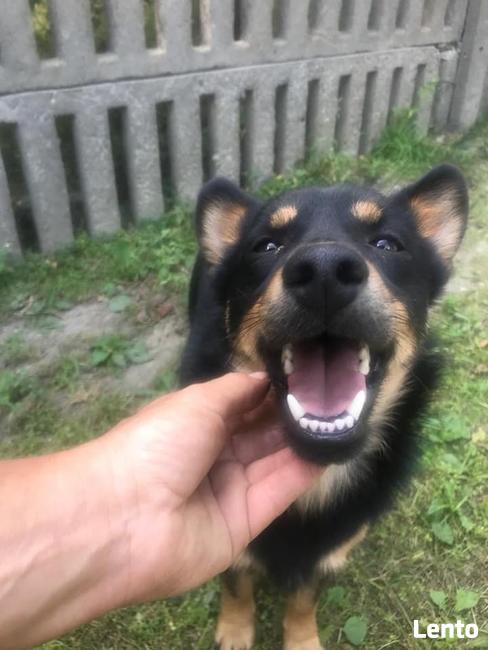 Jooguś ok 3/4 let psiaczek błaga o dom Monika Bog