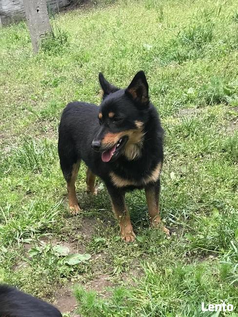 Jooguś ok 3/4 let psiaczek błaga o dom Monika Bog