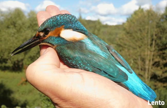 Mężczyzna bez wielkich wymagań