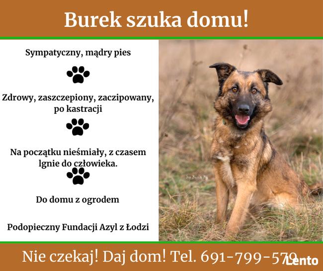 Burek szuka domu