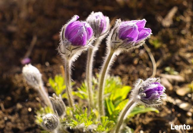 Mężczyzna bez wielkich wymagań