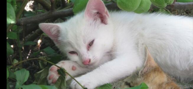 Odam białam kotke za darmo :) szybko szuka domu