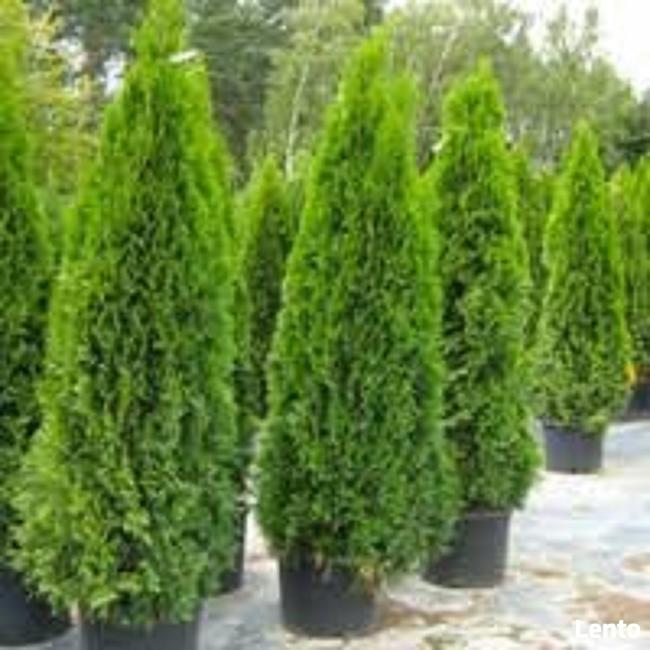 Tuje Szmaragd wysokie Bielsko Biała - dostawa gratis !