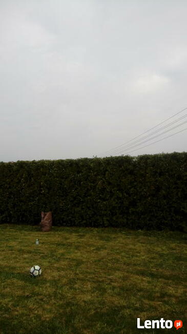 Pielęgnacja ogrodów