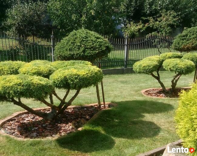 Pielęgnacja ogrodów