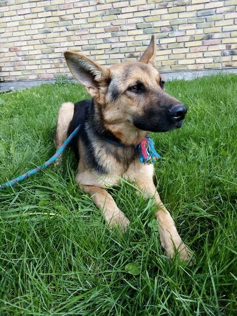 TONTO - 1,5 roku w typie owczarka pragnie miłości człowieka