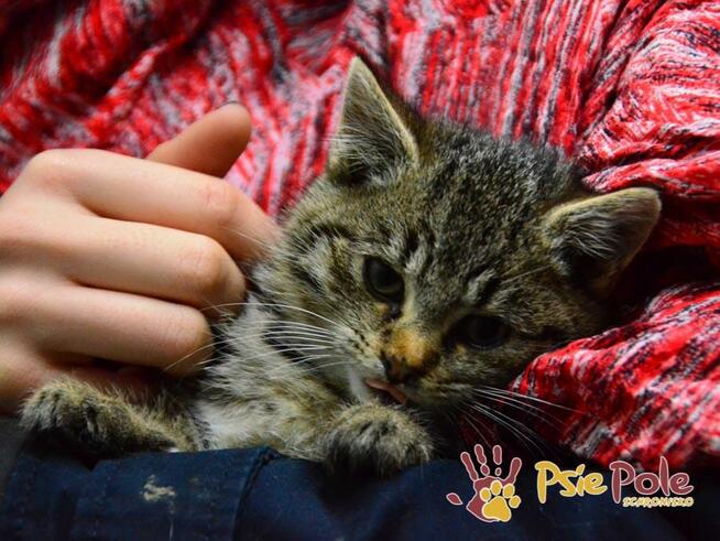 SZIA-Piękna mała mrucząca koteczka prosi o dom, adopcja