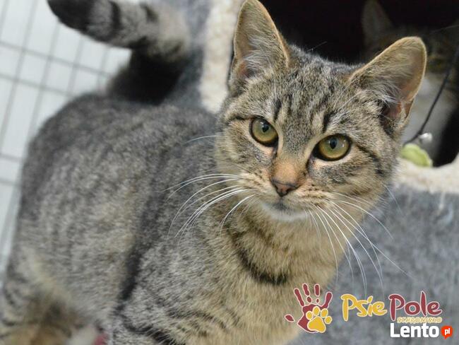 AREA- piękna bura pręgowana kicia szuka domu, adopcja
