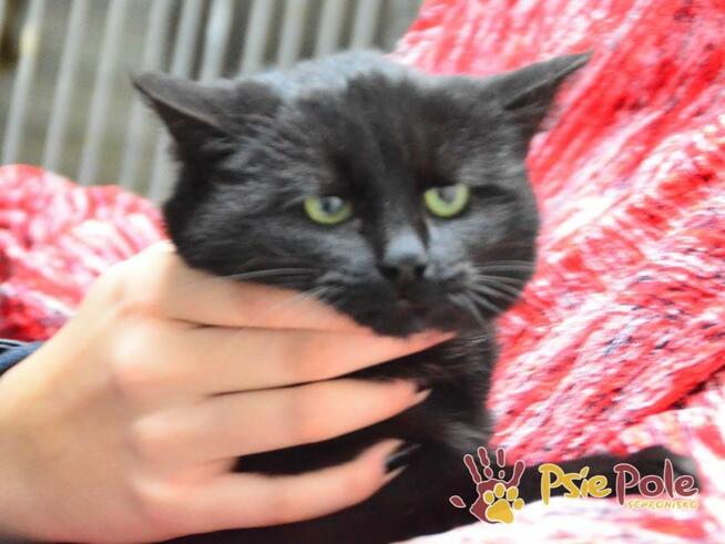 LEA- Piękna mała mrucząca koteczka szuka domu, adopcja