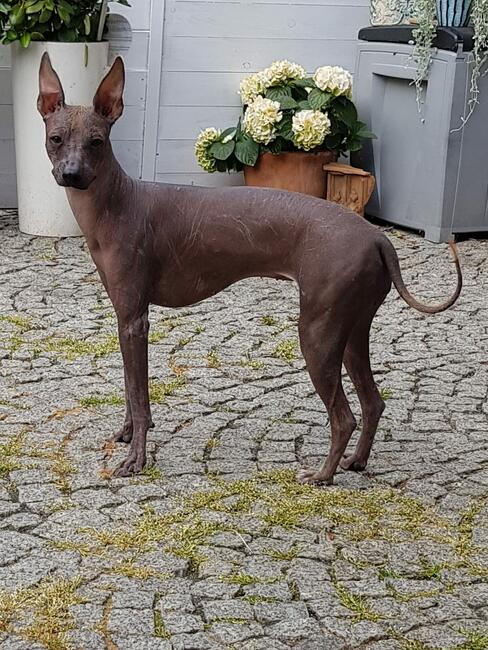 Nagi Pies Peruwiański ZKWP FCI