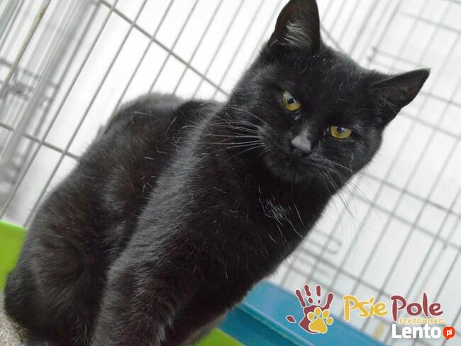 FLEKSA-Spokojna miła, kochaniutka kicia szuka domu, adopcja