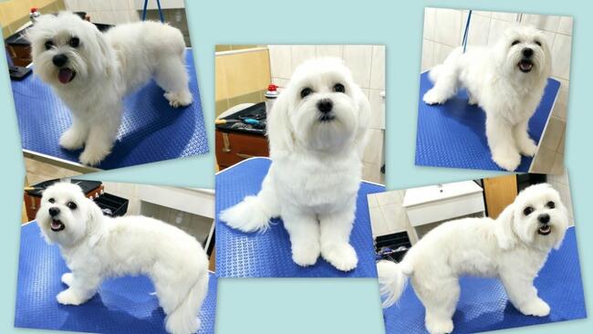 Salon piękności dla psa i kota Coco Psianel - psi fryzjer
