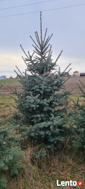 świerk srebrny do nasadzeń