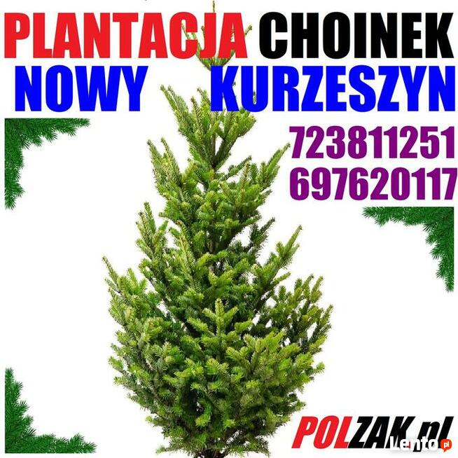 Świerk zielony kujący srebrny Duża Żywa Choinka na Pniu