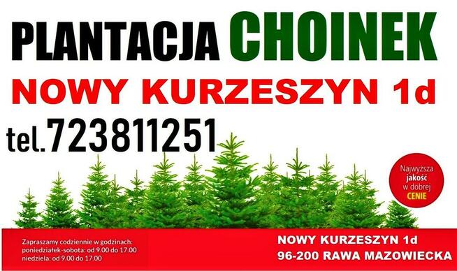 Świerk zielony kujący srebrny Duża Żywa Choinka na Pniu