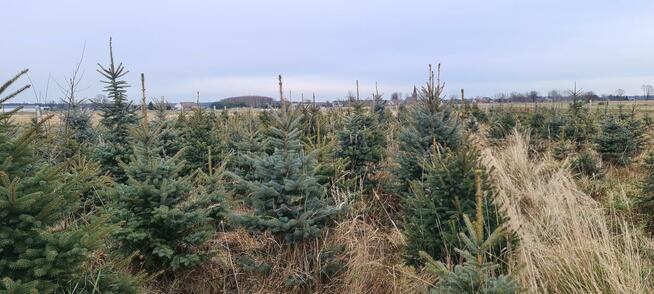 świerk srebrny do nasadzeń