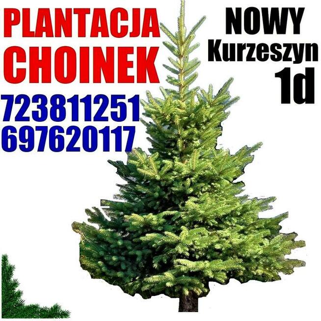 Świerk zielony kujący srebrny Duża Żywa Choinka na Pniu