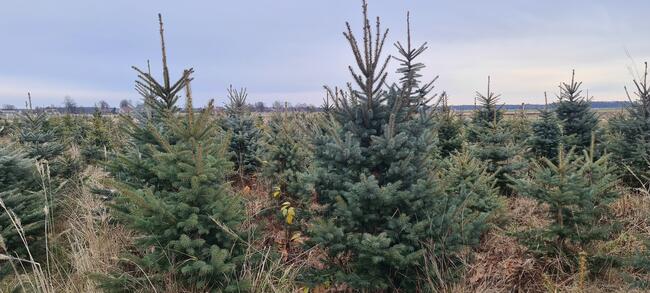 świerk srebrny do nasadzeń