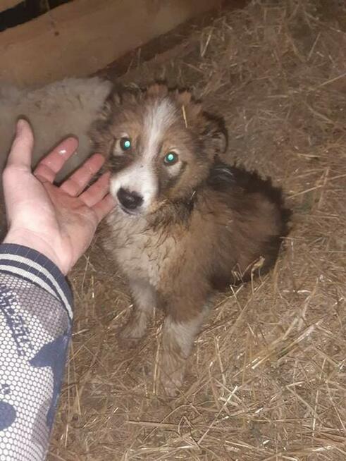 Szczeniaki Border collie