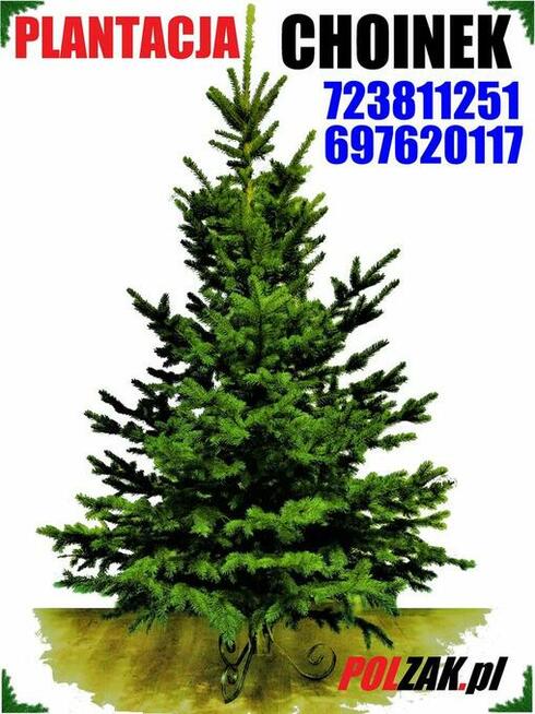 Świerk zielony kujący srebrny Duża Żywa Choinka na Pniu