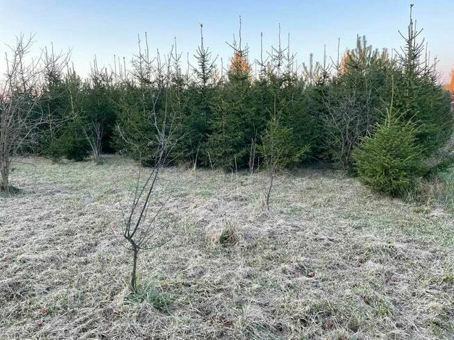 Sprzedam 10 letnią plantację choinek sosny, świerka, jodły