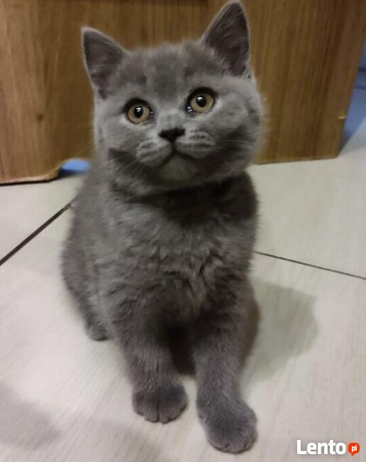 Hodowla Tygryskowo kotki Brytyjskie z rodowodem