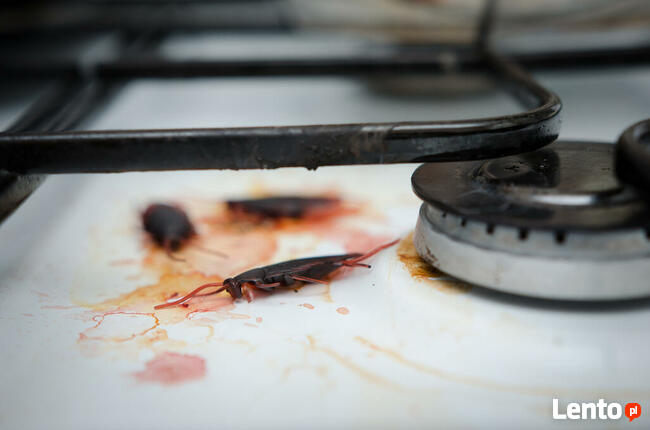 Usługi antyalergiczne, odkażające, piorące, lecznicze: OZON.