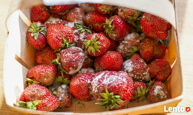 Usługi antyalergiczne, odkażające, piorące, lecznicze: OZON.