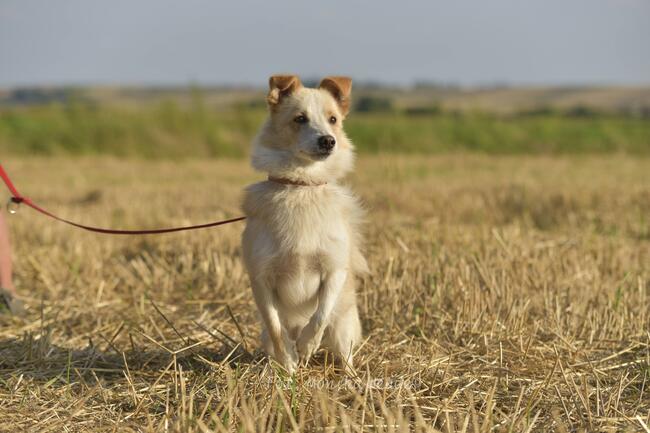 Kamel szuka odpowiedzialnego domu.