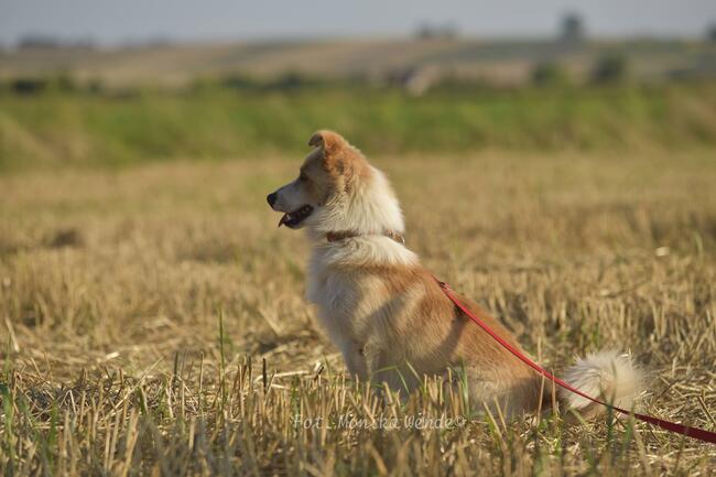 Kamel szuka odpowiedzialnego domu.
