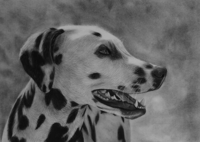 Portret psa, kota ze zdjęcia. Rysunek zwierzaka zamówienie